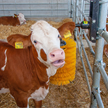 PATURA Schwingbürste MINI | Bild 3